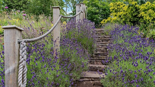 Eine Steintreppe, umgeben von violetten Blumen, die zu einem Holztor mit einem Seilabschluss führt.