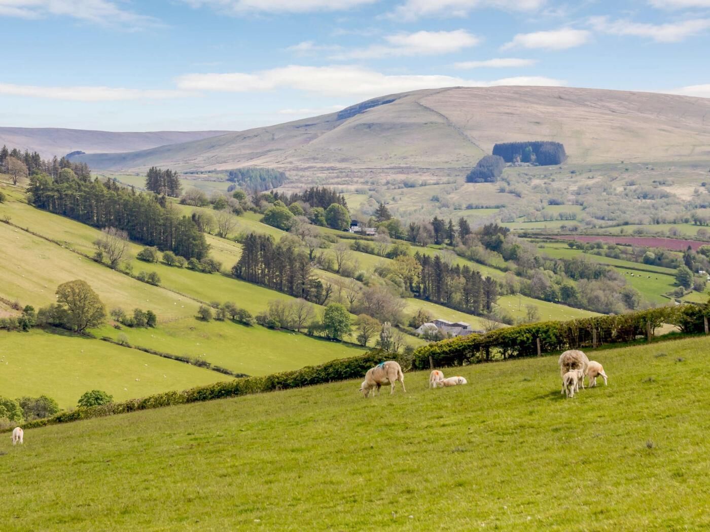 A rural landscape with rolling hills, scattered trees, and grazing sheep.