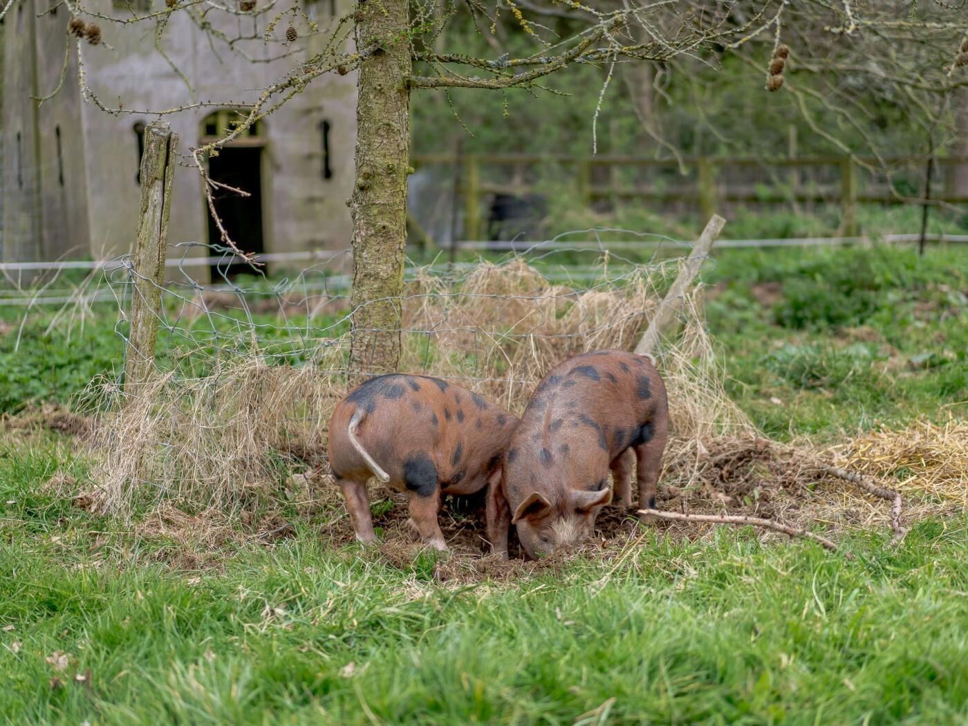 Two wild boars foraging near a tree in a grassy area with a fence and a building in the background.