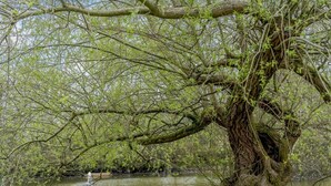 Eine hölzerne Mole, die sich in ruhiges Gewässer erstreckt, umgeben von üppigem Grün und einem großen Baum mit weitläufigen Wurzeln.