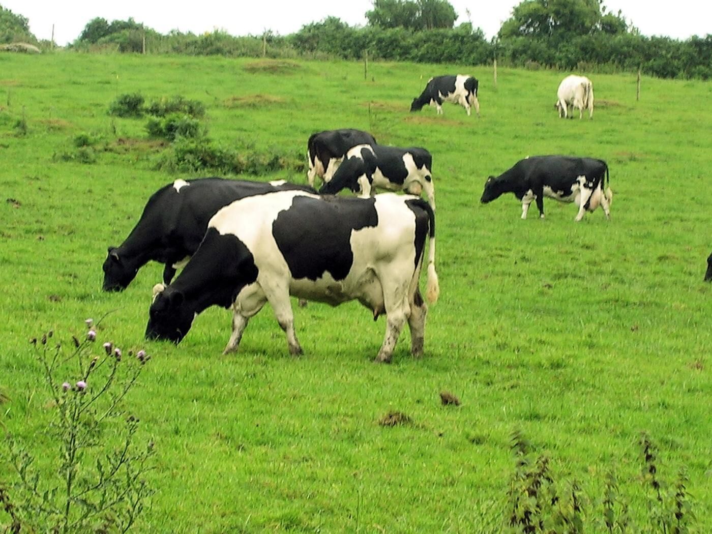 Friendly onsite residents