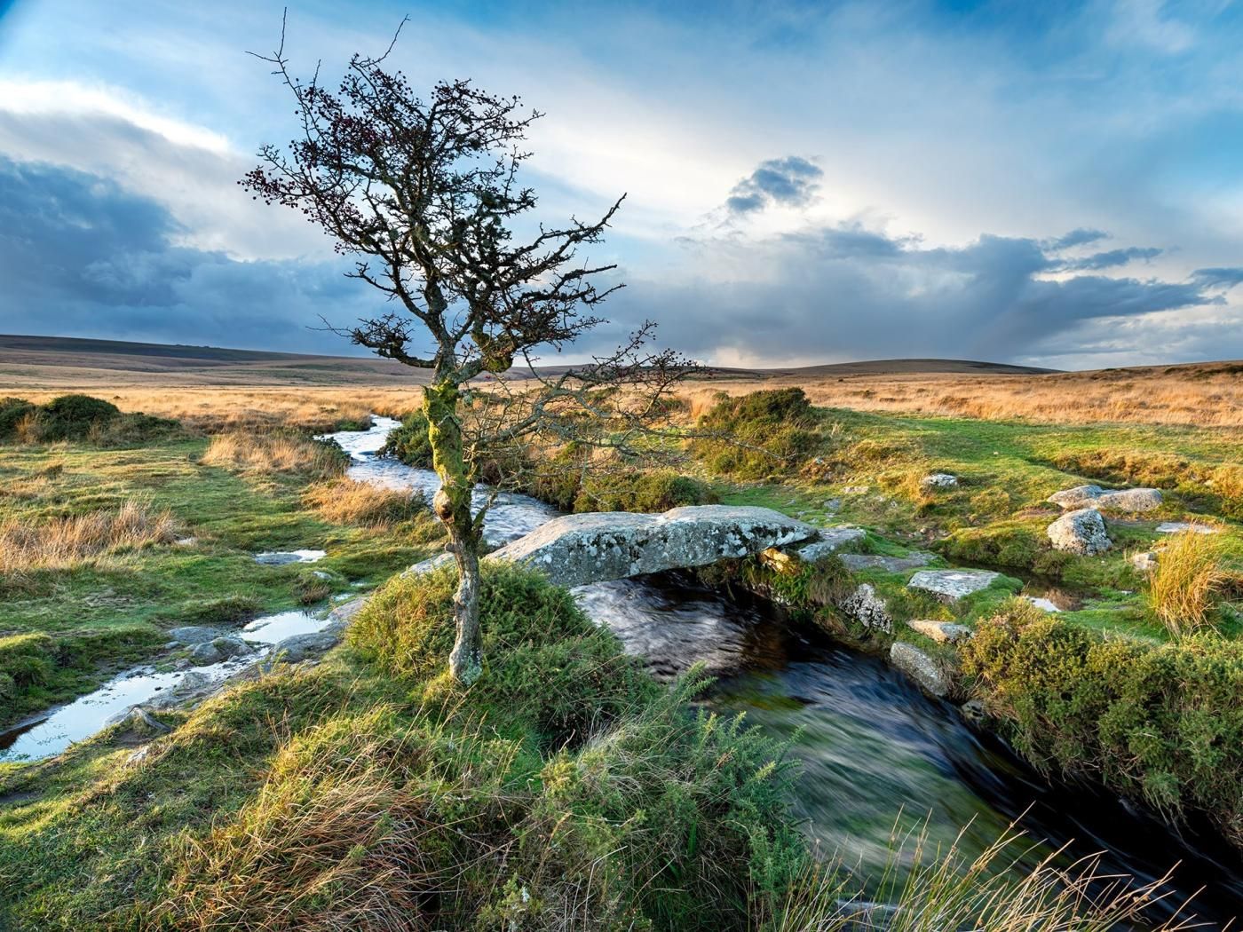 Eine natürliche Landschaft mit einem Baum, einem Bach und einer Wiese.