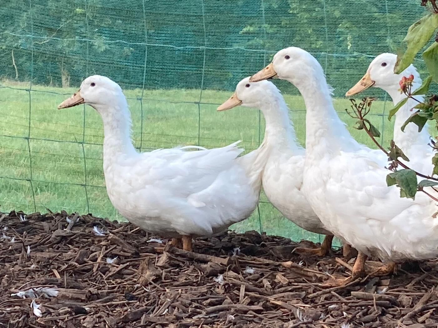Tres patos blancos sobre una cama de virutas de madera.