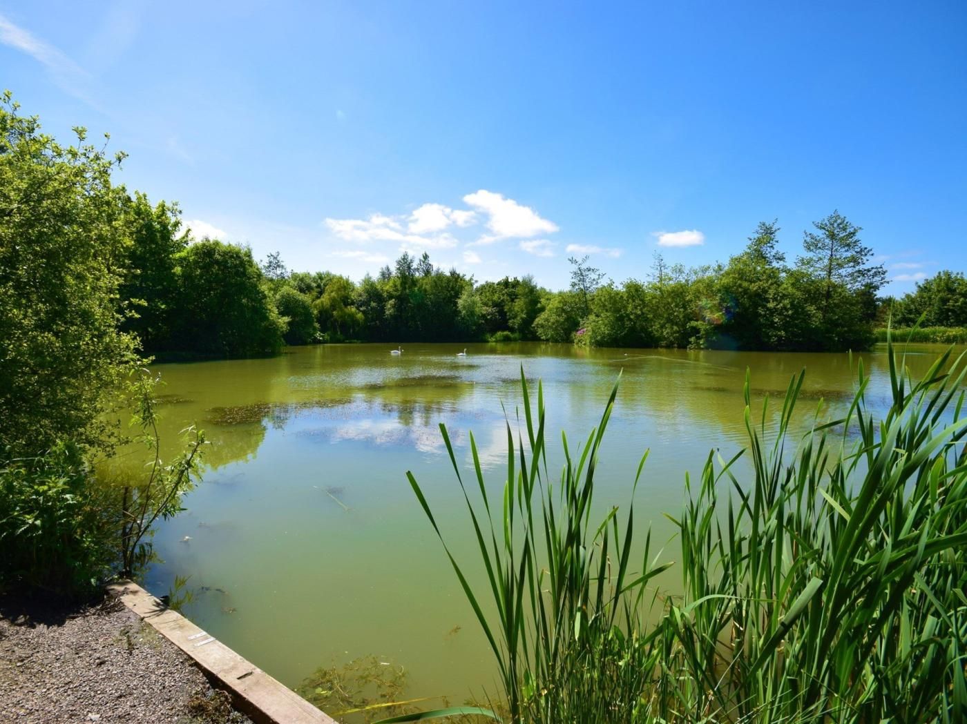 Un lac paisible, entouré d’une végétation luxuriante et d’arbres.
