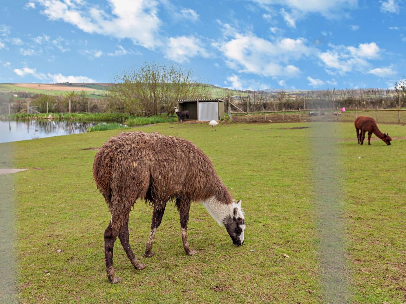 Een gazon met een vijver, een klein tuinhuisje en een omheining.