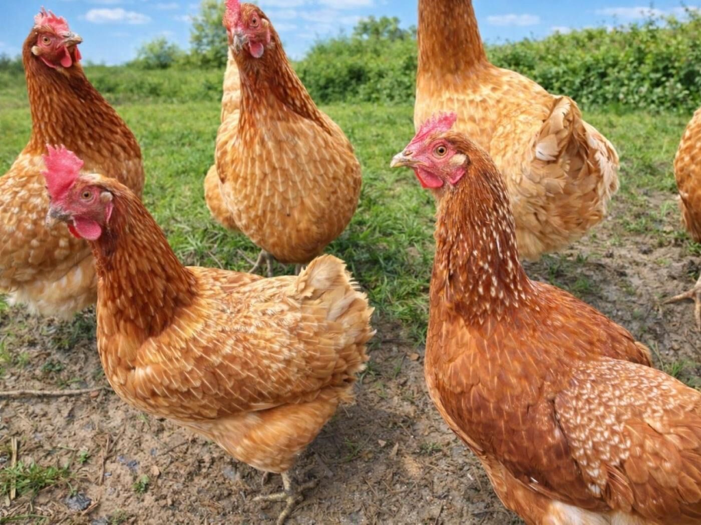 Un grupo de gallinas en un entorno natural al aire libre.
