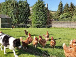 Ein eingezäunter Außenbereich mit Hühnern und einem Hund.