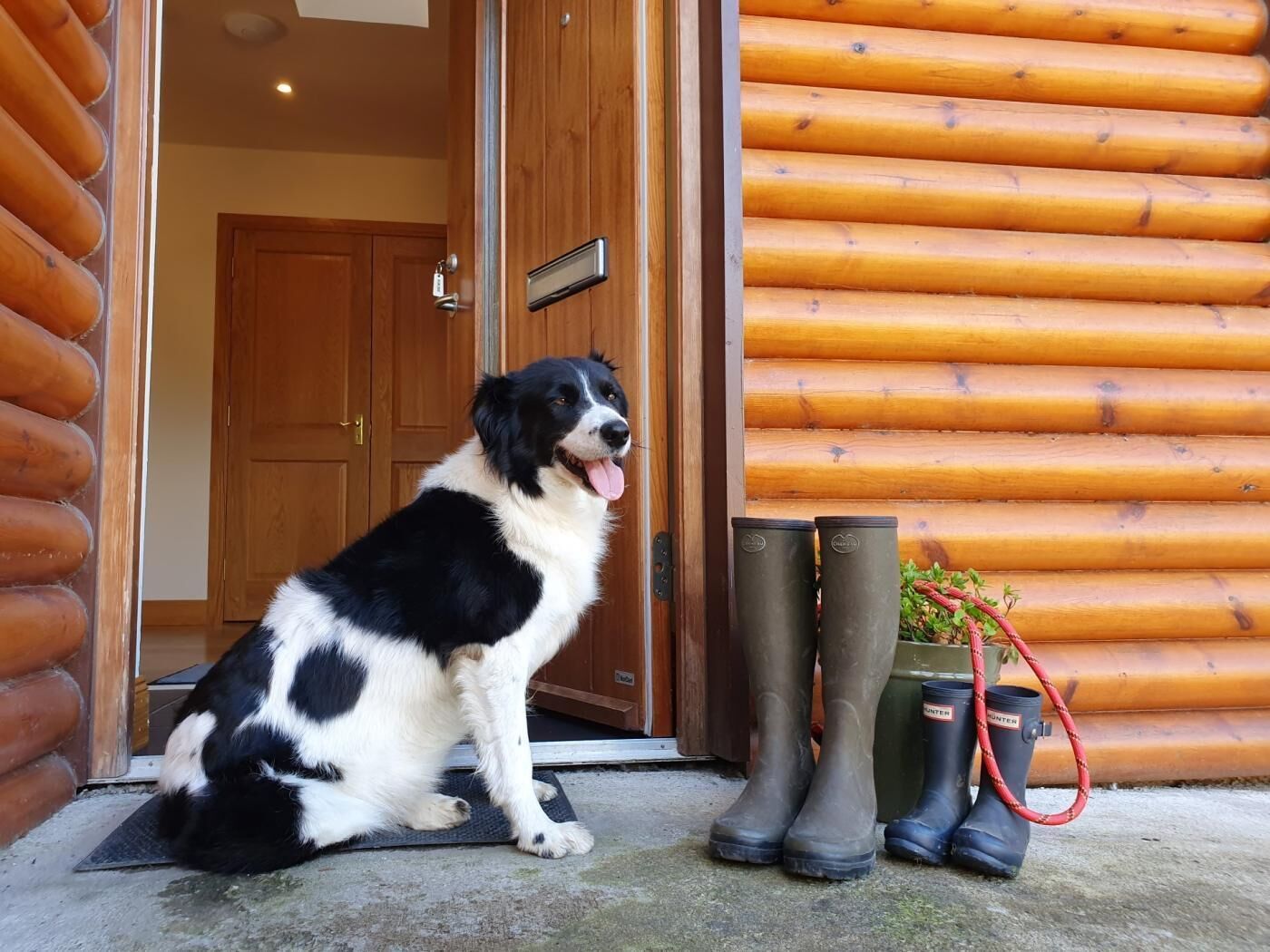 A black and white dog sitting outside a wooden log cabin with a door and a mailbox.