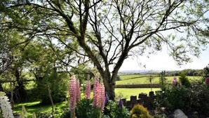 Ein Garten mit einem großen Baum, blühenden Pflanzen und Blick auf ein grünes Feld.