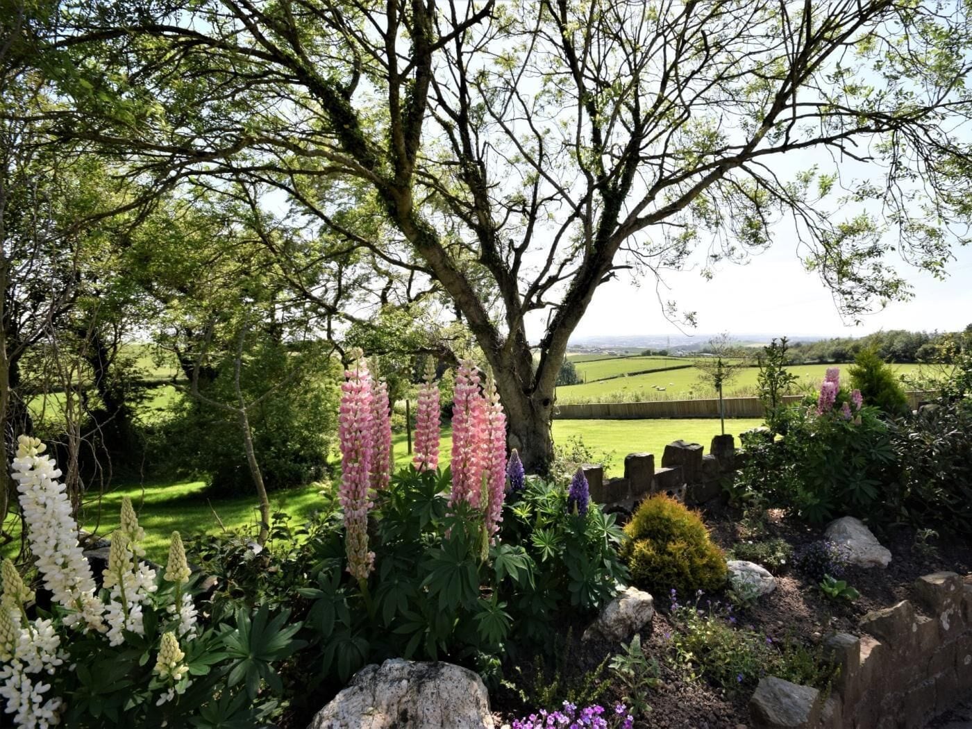 Ein Garten mit einem großen Baum, blühenden Pflanzen und Blick auf ein grünes Feld.