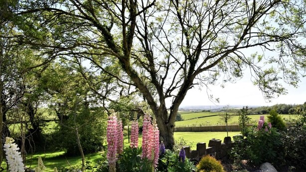 Ein Garten mit einem großen Baum, blühenden Pflanzen und Blick auf ein grünes Feld.