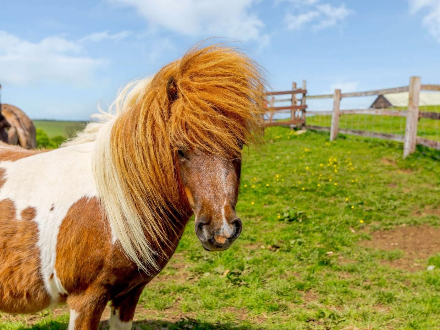 Un cheval au pelage blanc et marron, se tenant dans un champ herbeux, avec une clôture en bois et un ciel dégagé en arrière-plan.