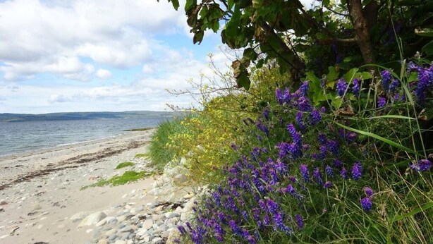 Una spiaggia con ciottoli e fiori viola.