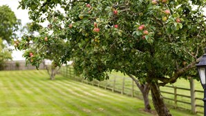 Un arbre avec des pommes, un lampadaire et une zone herbeuse.