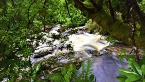 A forested area with a flowing river, dense foliage, and a moss-covered rock.