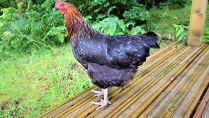 A chicken standing on a wooden deck with greenery in the background.