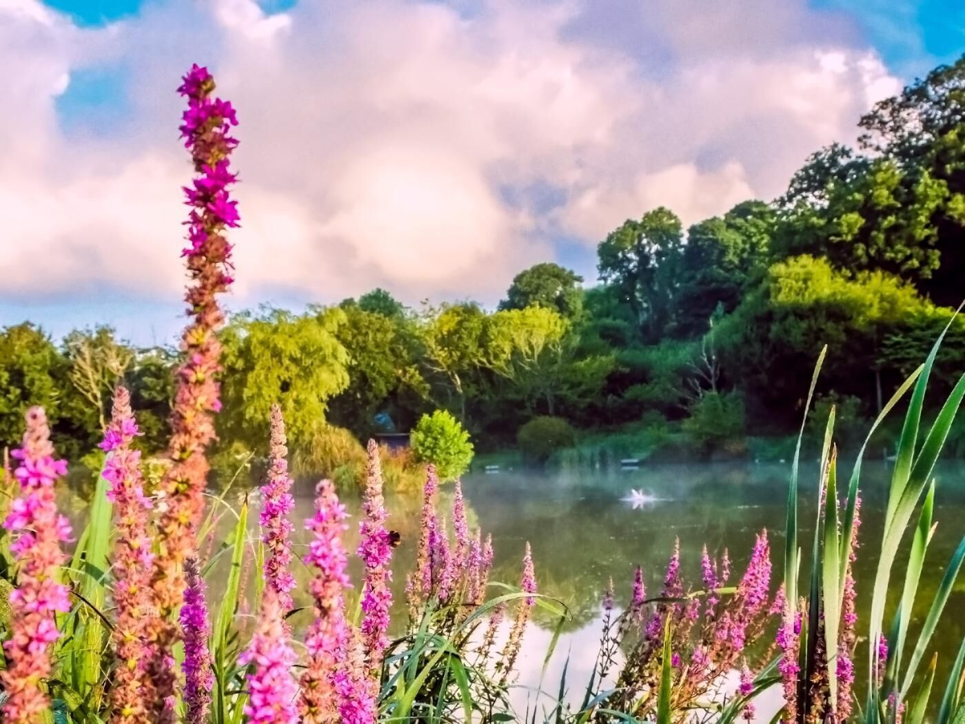 Et naturligt landskab med et vandareal, frodig vegetation og blomstrende planter.