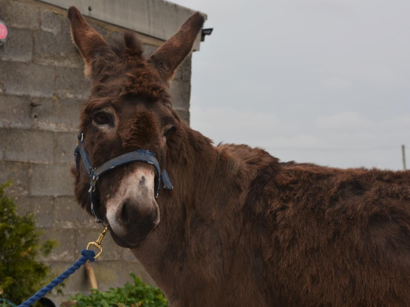 A donkey with a blue halter, standing in front of a stone wall.