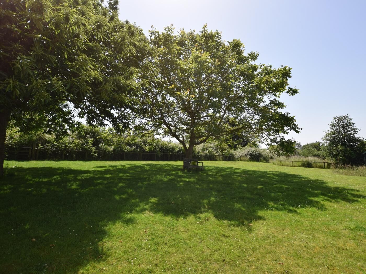 Un arbre dans une zone herbeuse, avec un banc à proximité.