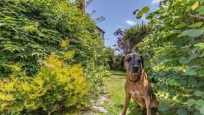 A dog sitting in a garden with a stone path. - 1 Bed in Okehampton (oc-42982) (Petrockstow)