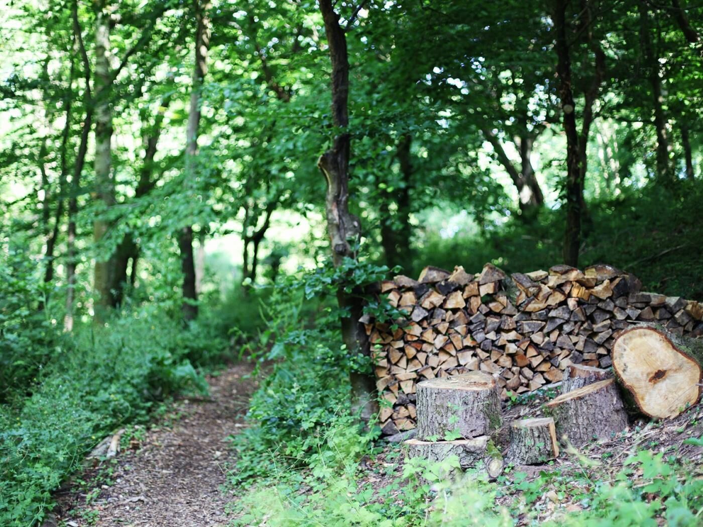 A forested area with a pile of cut wood and tree stumps.