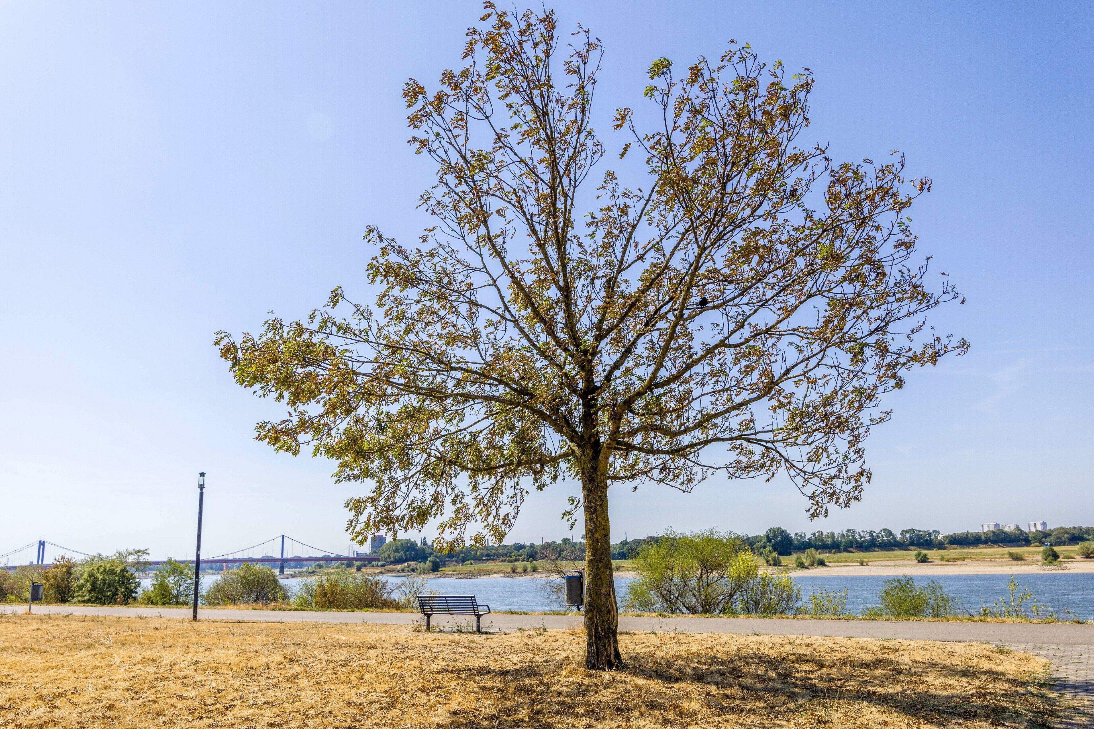 Ein Park mit einer Bank und einem Baum.