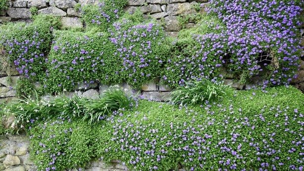 Eine Steinmauer mit grünem Laub und violetten Blüten.