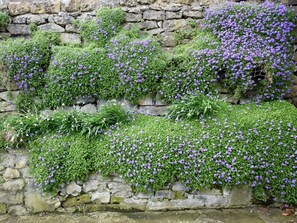 Een stenen muur met groene begroeiing en paarse bloemen.