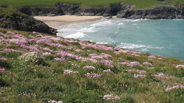 Eine Küstenlandschaft mit Strand, Rasenflächen und rosa Blumen.