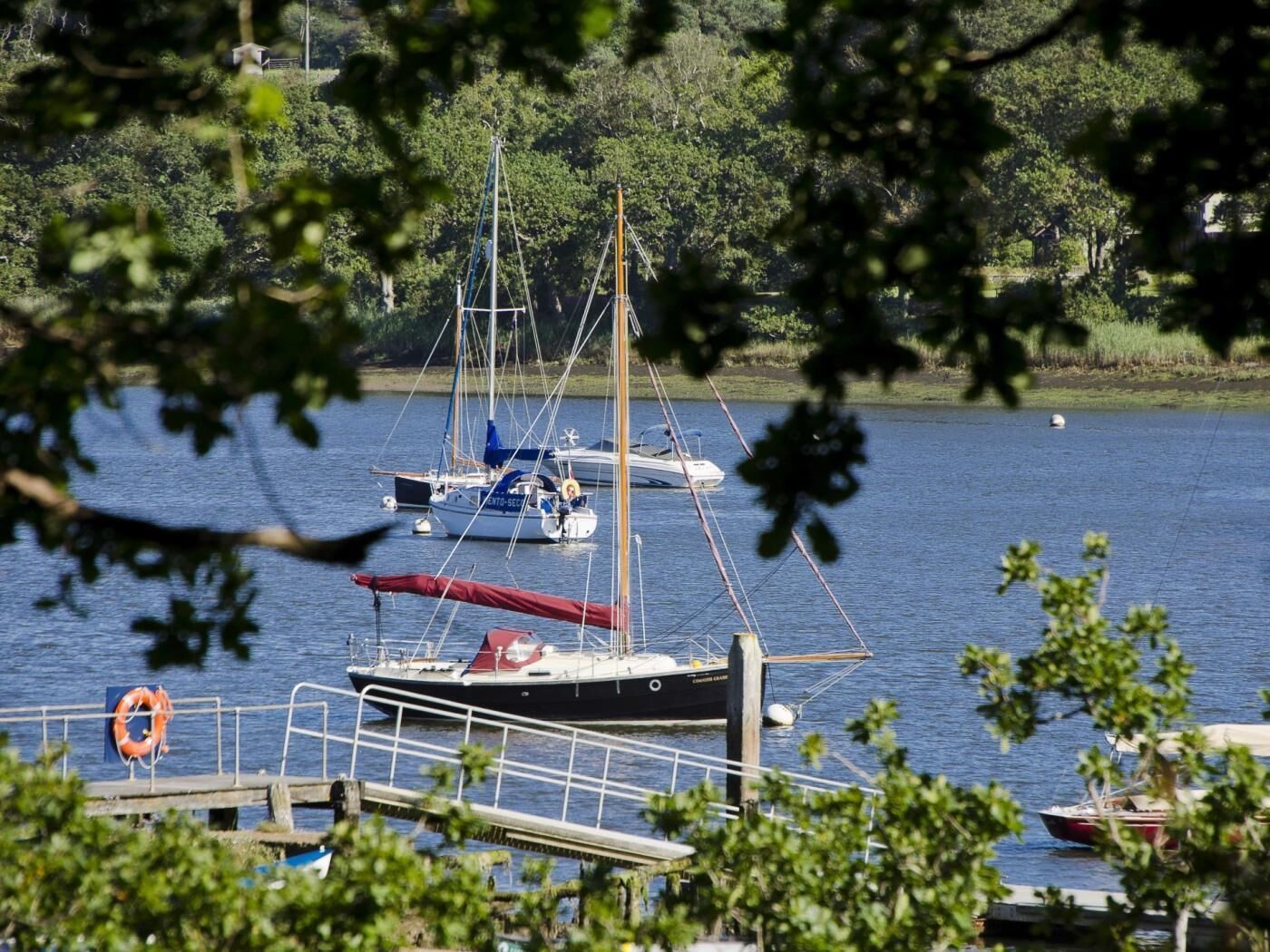 A marina with several sailboats docked, surrounded by greenery.