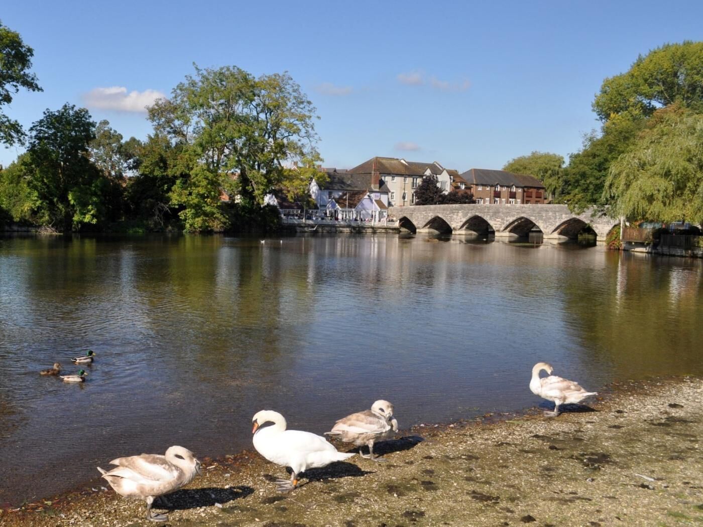 Un río tranquilo con patos, un puente de piedra y edificios al fondo.