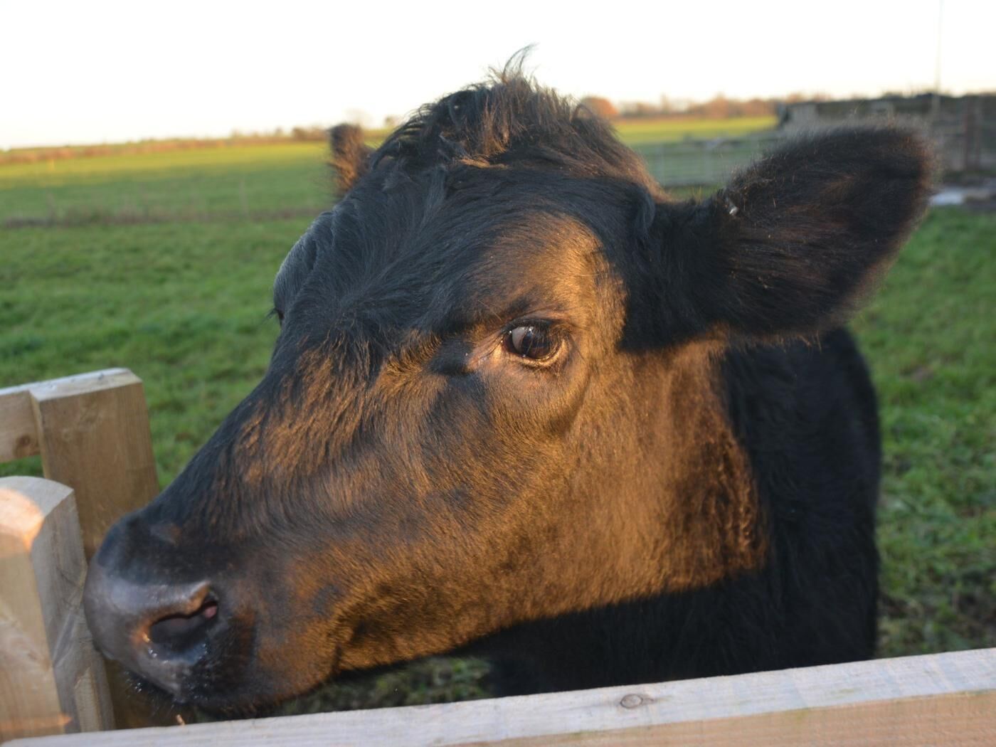 Un gros plan de la tête d’une vache noire.