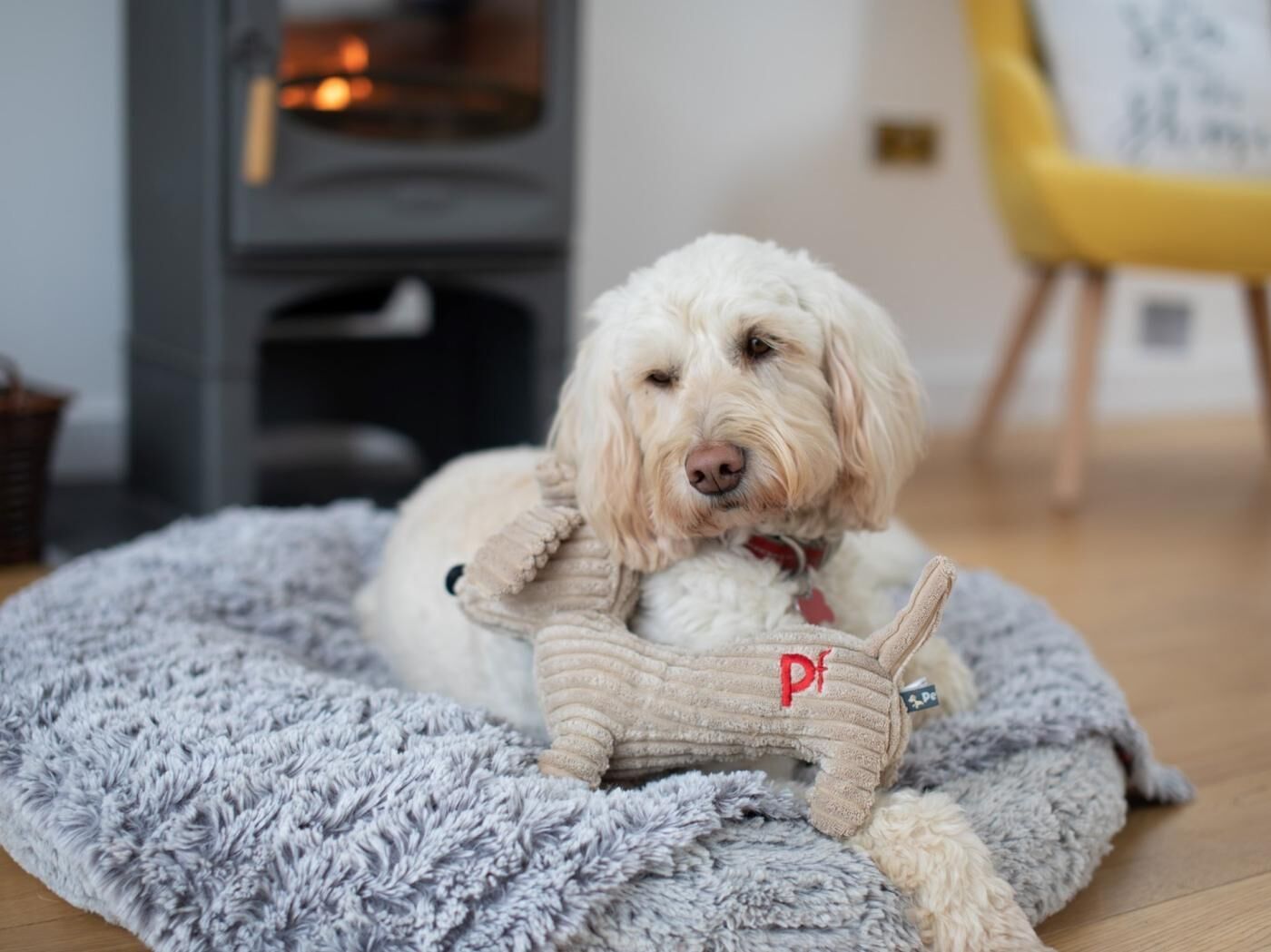 Un cane bianco sdraiato su una soffice coperta grigia in una stanza con pavimento in legno, un caminetto grigio e una poltrona gialla.