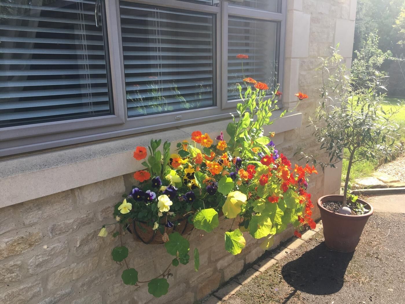 A window box with a variety of flowers and a potted plant on the ground.