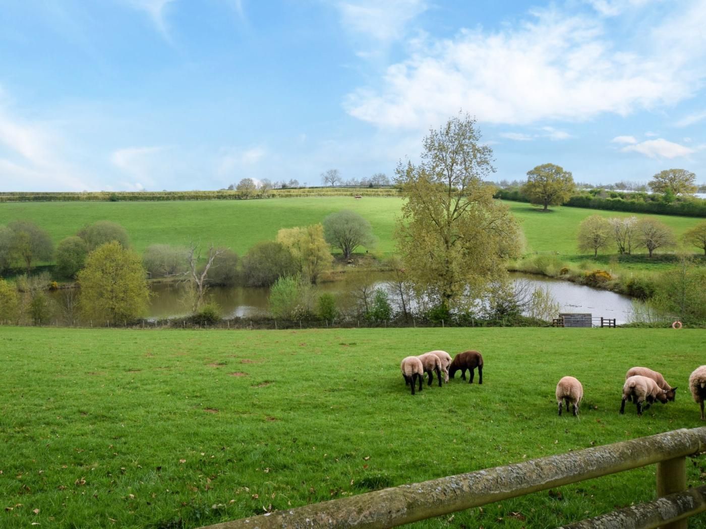 A rural landscape with a pond, green fields, and a few sheep grazing.