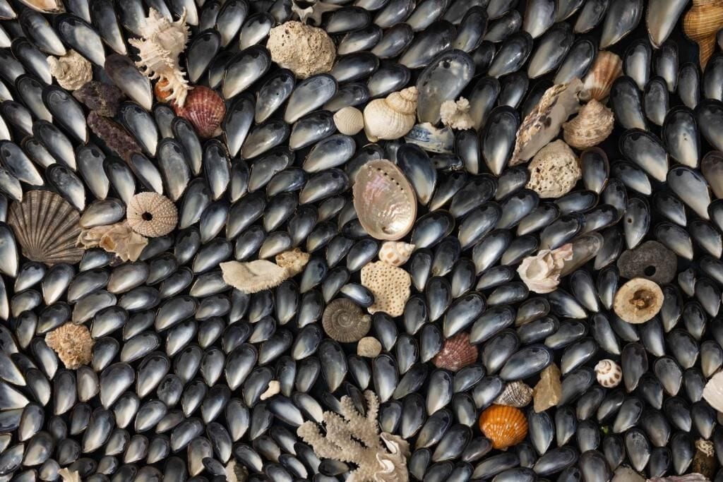 A collection of mussels and various seashells.