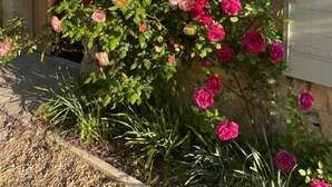 A garden with pink and red roses, a stone wall, and a wooden door.