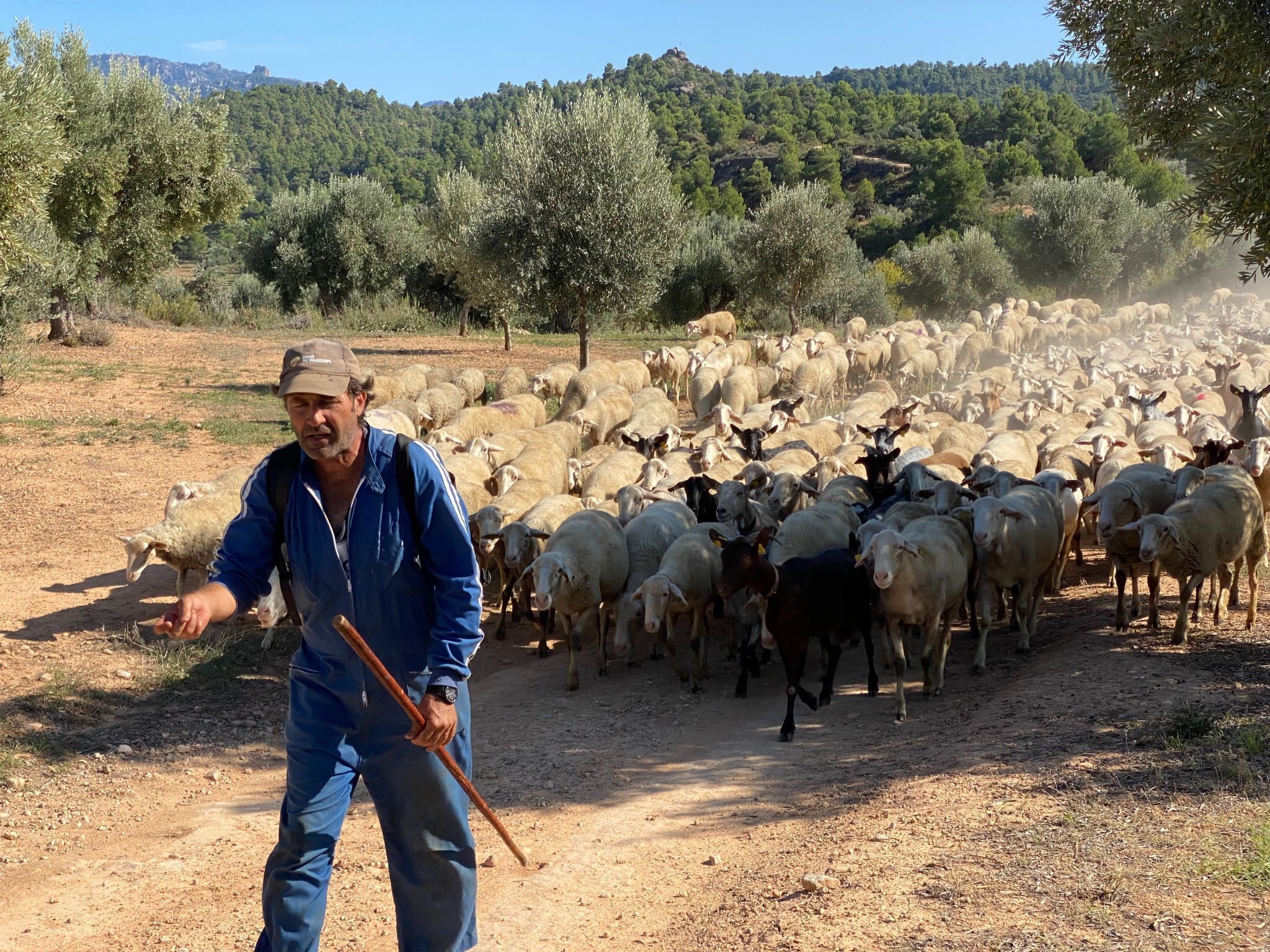 A man with a stick, surrounded by a large flock of sheep and goats in a rural setting with trees and hills in the background.