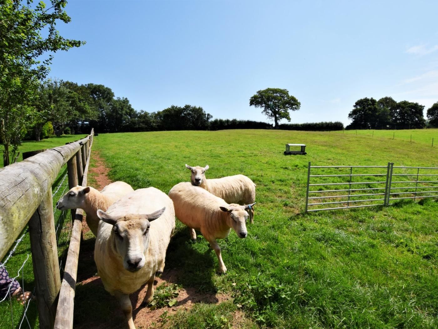 A fenced pasture with sheep and a bench.