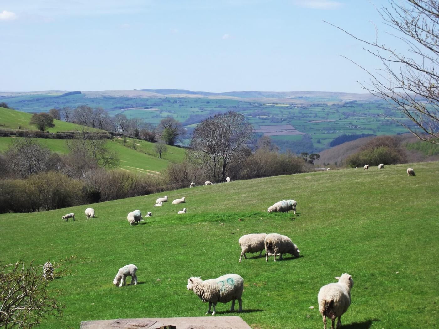 Um campo gramado com ovelhas pastando, rodeado por colinas ondulantes e árvores.