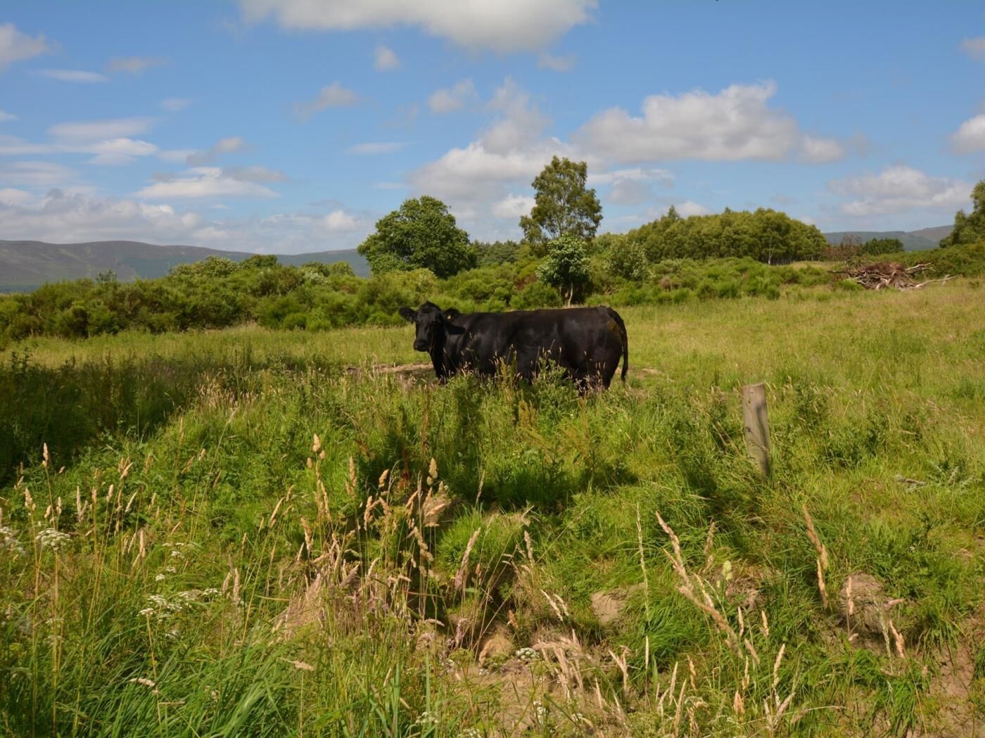 Eine schwarze Kuh auf einer Wiese mit Bäumen und Hügeln im Hintergrund.