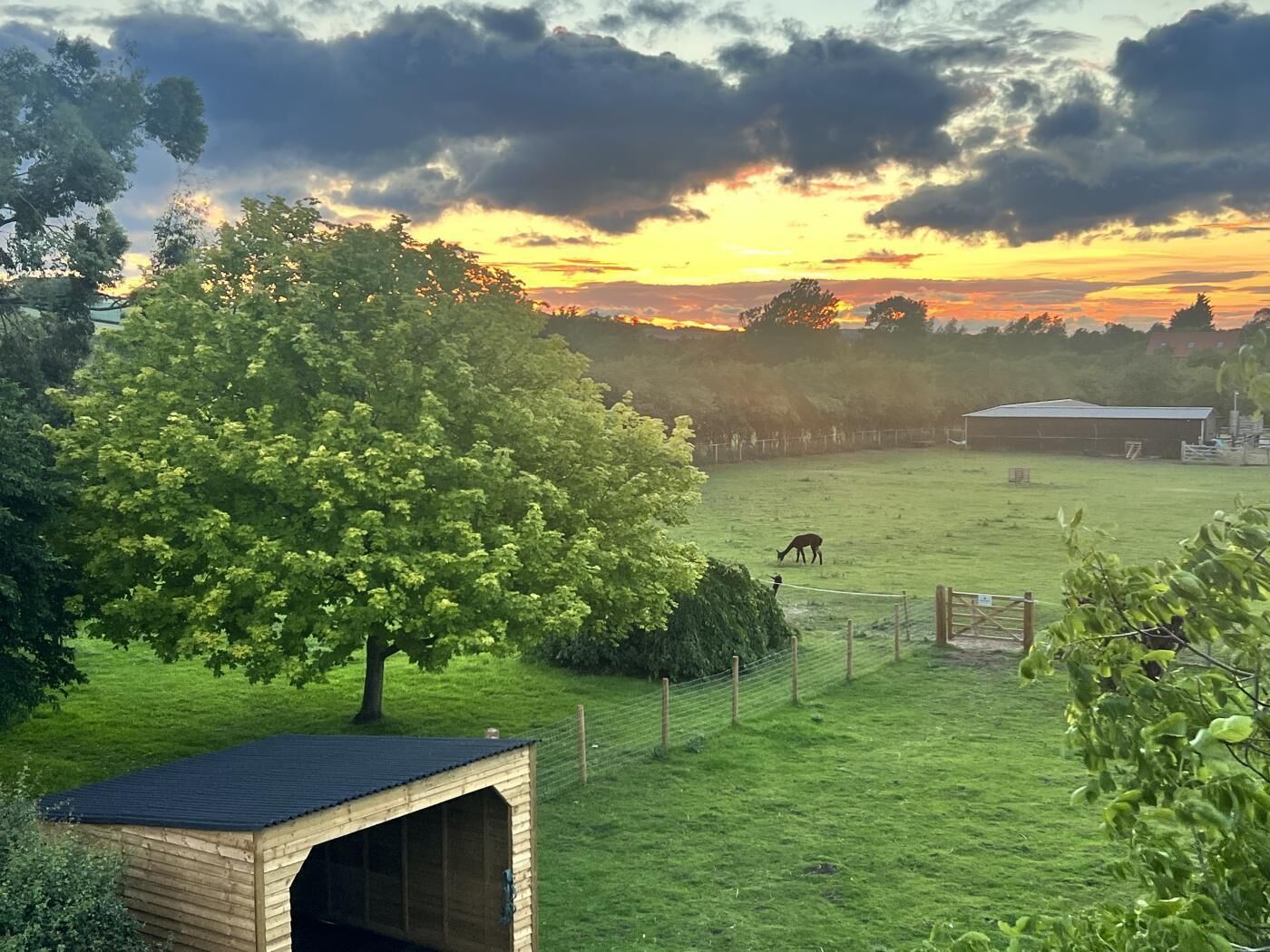 A rural landscape with a large tree, a fenced field, and a barn.