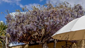 A tree with purple flowers, a compass, and a white umbrella. - 2 Bed in Brixham (oc-bx083) (Brixham)