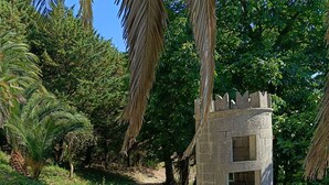 Un sendero conduce a una estructura de piedra con una pequeña abertura, rodeada de follaje y palmeras.