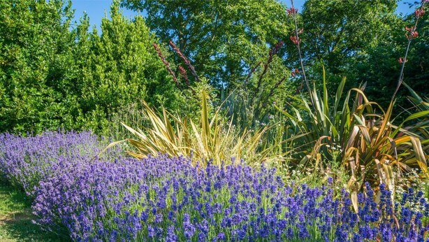 Un giardino con lavanda e diverse piante.