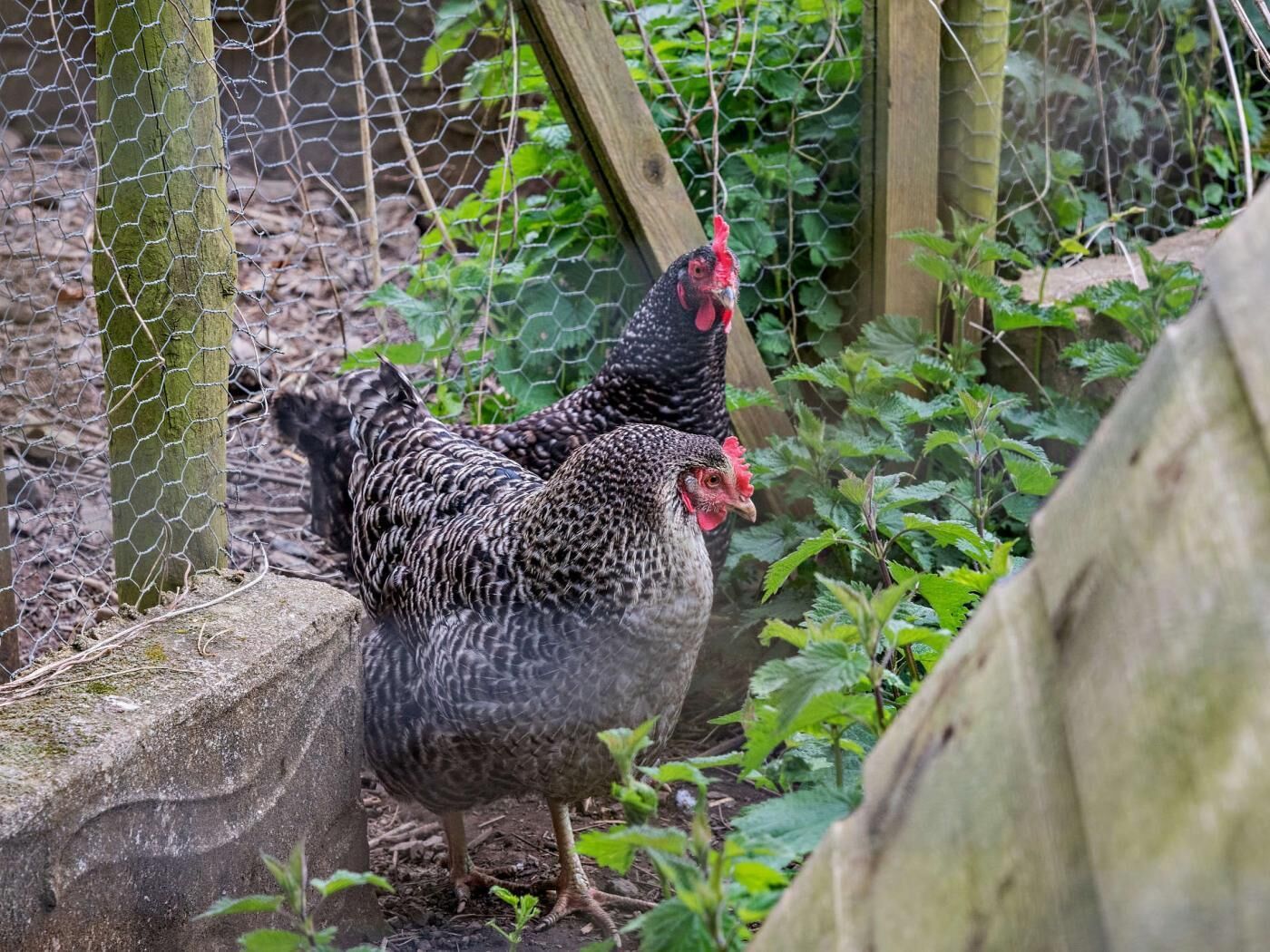 Two chickens in a fenced outdoor area with greenery and a wooden structure.