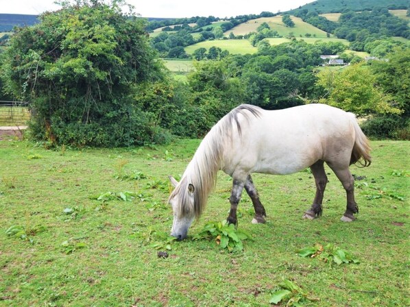 A horse grazing in a grassy field with trees and hills in the background.