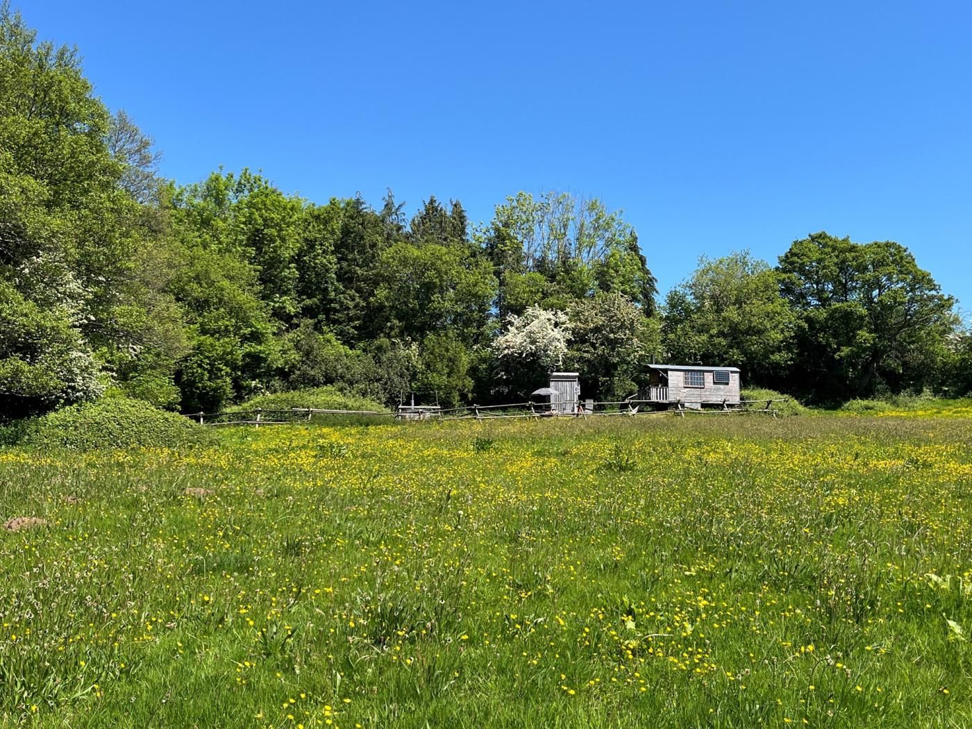 Paisagem rural com uma pequena construção de madeira cercada por uma vedação, num campo com flores amarelas e árvores densas ao fundo.