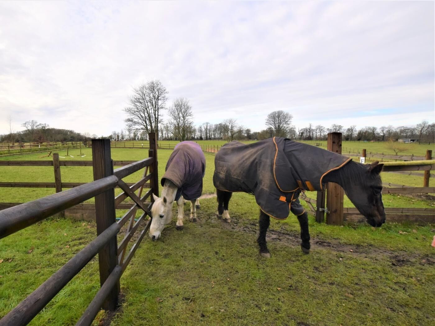 Een stal met twee paarden, één met een deken en de ander zadel, omringd door een houten omheining en grasvelden.