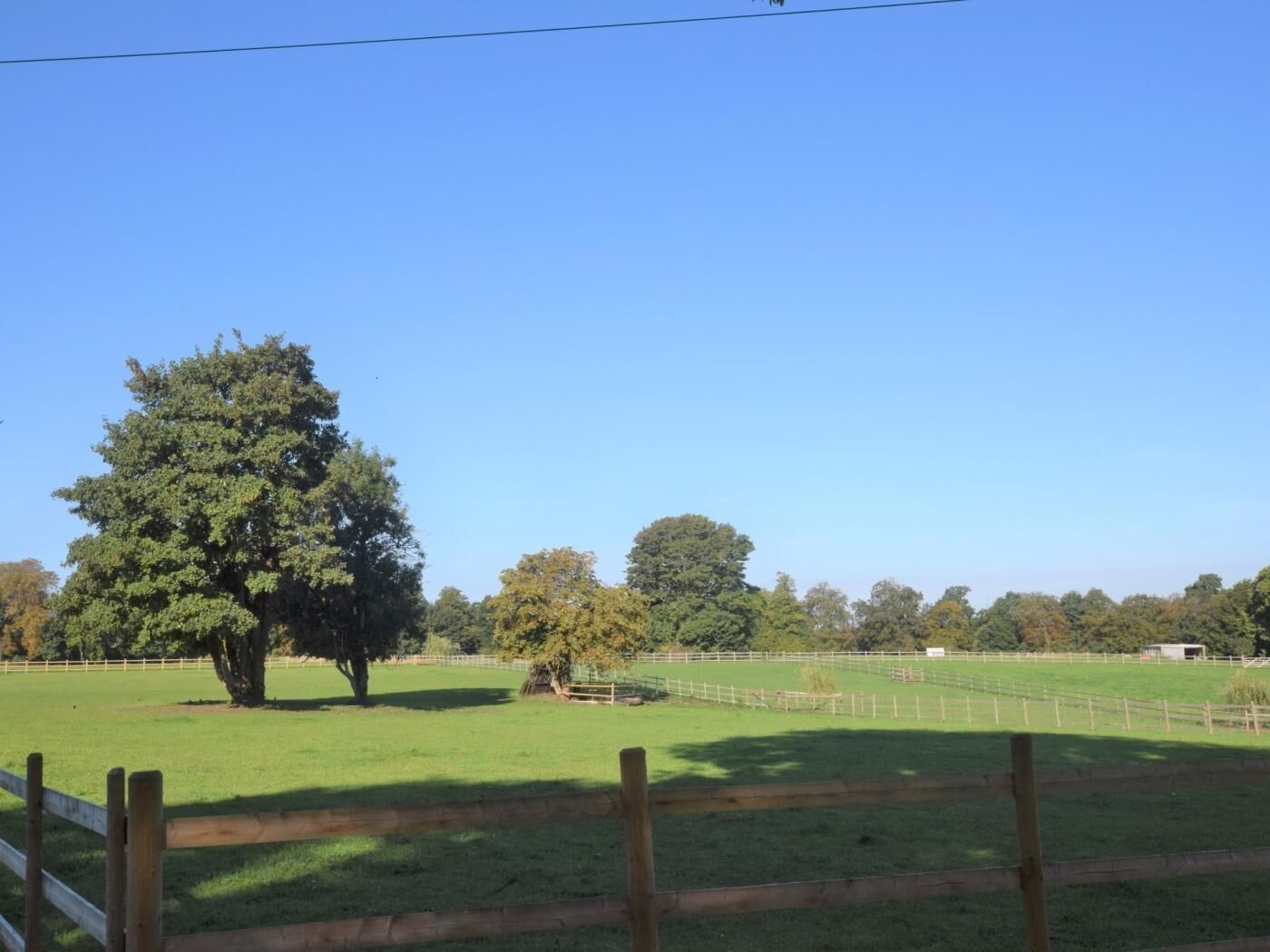 A rural landscape with a large tree, fenced fields, and a clear blue sky.